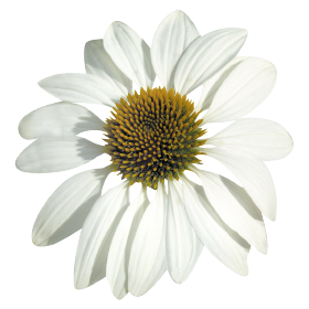   Primadonna® White