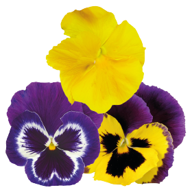pansy inspire mix