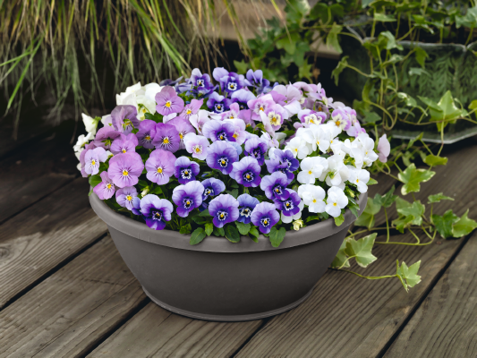 Viola
cornuta F₁
Admire®
Spring Fling Mix
