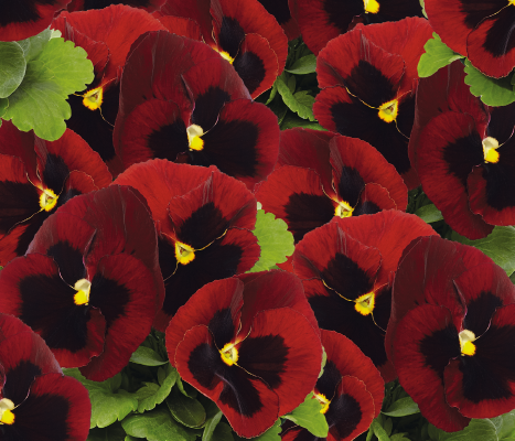 
                        Viola
             
                        wittrockiana F₁
             
                        Inspire® DeluXXe®
             
                        Red Blotch
            