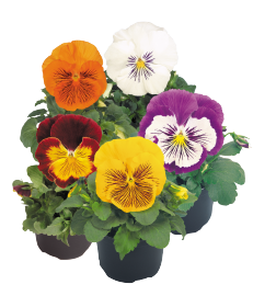 Viola wittrockiana F₁ Cats®