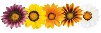 Gazania
rigens F₁
Zany