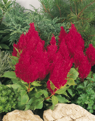 
                        Celosia
             
                        plumosa
             
                        Fresh Look
             
                        Red
            