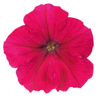 
                        Petunia
             
                        x hybrida F₁
             
                        SUCCESS!® TR
             
                        Rose
            