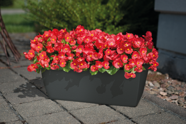 
                        Begonia
             
                        semperflorens F₁
             
                        Sprint Plus
             
                        Red
            