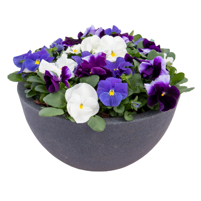 Viola wittrockiana F₁ Inspire® Plus Summer Skies Mix | Benary