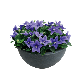 
                        Platycodon
             
                        grandiflorus F₁
             
                        Pop Star™
             
                        Blue
            