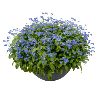 
                        Myosotis
             
                        sylvatica
             
                        Compindi®
            