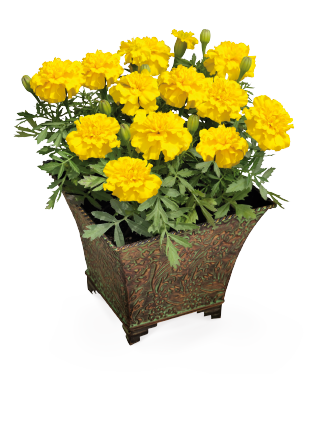 
                        Tagetes
             
                        patula
             
                        Little Hero
             
                        Yellow
            