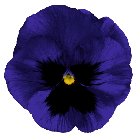   Inspire® DeluXXe Deep Blue Blotch