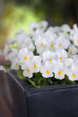 
                        Viola
             
                        cornuta F₁
             
                        Admire®
             
                        White IMPROVED
            