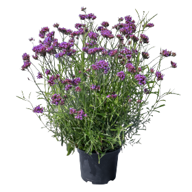 Verbena bonariensis Vanity 