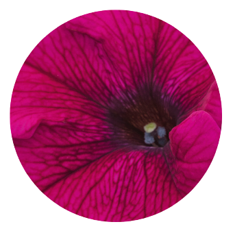 Petunia
x hybrida grandiflora F₁
SUCCESS! 360°
Purple