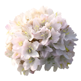 Morning Star White