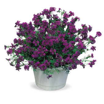 
                        Verbena
             
                        speciosa
             
                        Imagination®
            