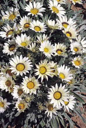 
                        Gazania
             
                        rigens
             
                        Talent®
             
                        White
            