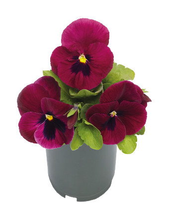 Viola
             
                        wittrockiana F₁
             
                        Inspire® DeluXXe
             
                        Deep Rose Blotch