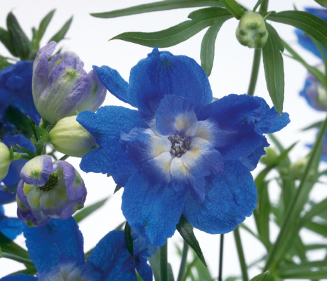 
                        Delphinium
             
                        grandiflorum
             
                        Summer
             
                        Cloud
            