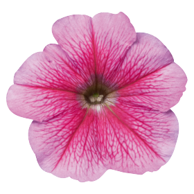   Celebrity Strawberry Ice