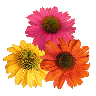 
                        Echinacea
             
                        purpurea
             
                        PollyNation™
             
                        Golden Summer Mix
            