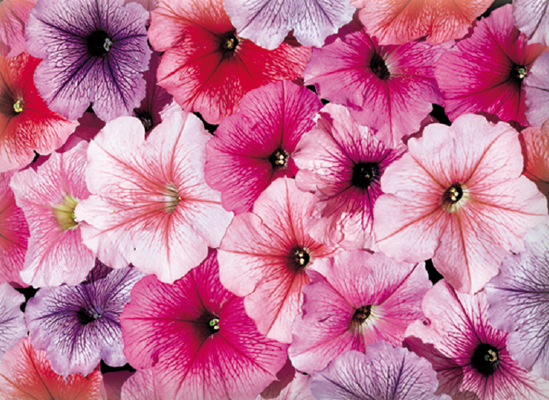 Petunia
x hybrida multiflora F₁
Celebrity
Ice Mix (incl. Peach Ice + Raspberyy Ice)