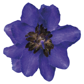 Magic Fountains Dark Blue Dark Bee