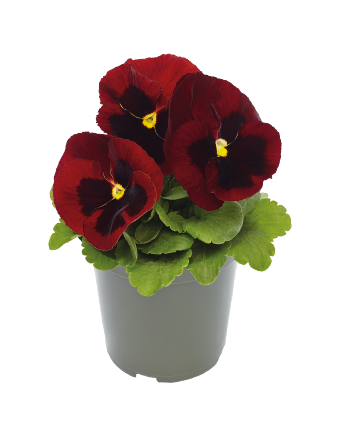 Viola
wittrockiana F₁
Inspire® DeluXXe
Red Blotch