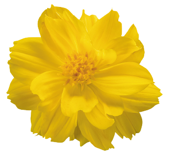 Cosmos
             
                        sulphureus
             
                        Limara
             
                        Lemon