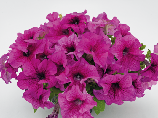Petunia
x hybrida grandiflora F₁
SUCCESS! 360°
Burgundy Vein