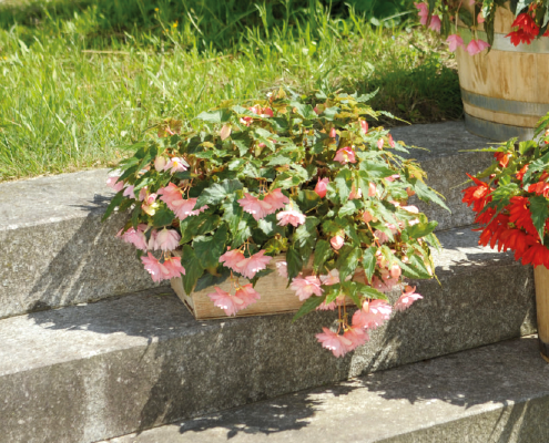 
                        Begonia
             
                        x hybrida F₁
             
                        Funky®
             
                        Light Pink
            