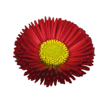 
                        Bellis
             
                        perennis
             
                        BellaDaisy
             
                        Red
            