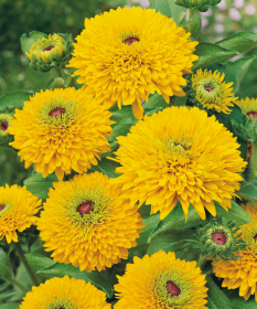 Rudbeckia hirta Maya