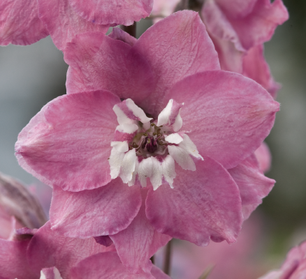 
                        Delphinium
             
                        elatum
             
                        Magic Fountains
             
                        Lilac Pink White Bee
            