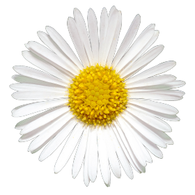 Erigeron karvinskianus Profusion 