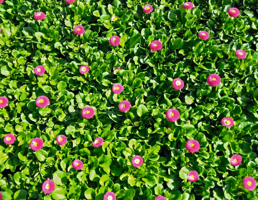 
                        Bellis
             
                        perennis
             
                        BellaDaisy
             
                        Rose
            