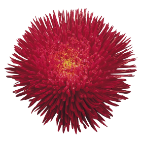   Benary's Princess Deep Red