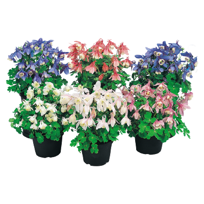 Aquilegia
             
                        flabellata F₁
             
                        Cameo
             
                        Mix