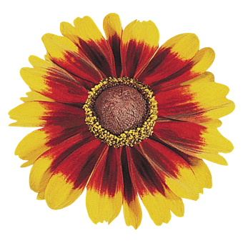 
                        Rudbeckia
             
                        hirta
             
                        Toto®
             
                        Rustic
            