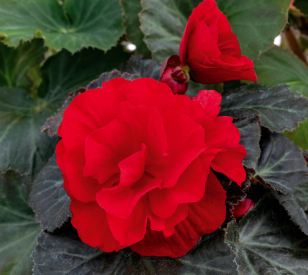 Begonia
tuberhybrida F₁
Nonstop® Mocca
Deep Red