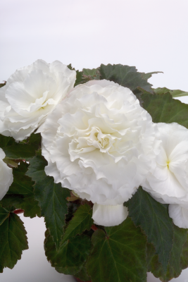 Begonia
tuberhybrida F₁
Primary
White