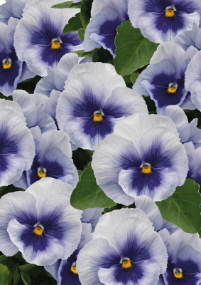 Viola wittrockiana F₁ Inspire® Plus Metallic Blue Blotch | Benary