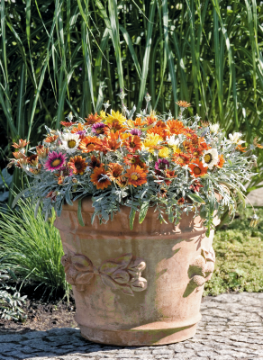 Gazania
             
                        rigens
             
                        Talent®
             
                        Mix