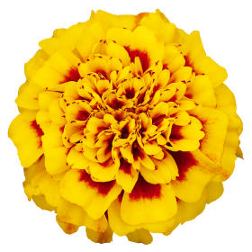   Super Hero Yellow Bee