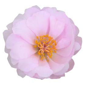   Sundial Light Pink