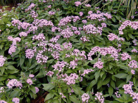 Pentas lanceolata F₁ Northern Lights®