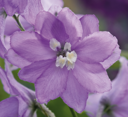 
                        Delphinium
             
                        elatum
             
                        Magic Fountains
             
                        Lavender White Bee
            