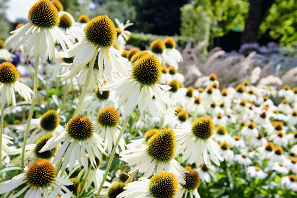 
                        Echinacea
             
                        purpurea
             
                        Primadonna®
             
                        White
            