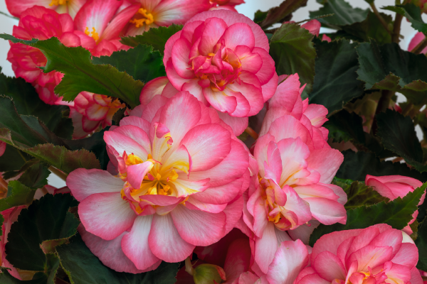 Begonia
tuberhybrida F₁
Nonstop® Joy
Rose Picotee
