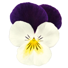 Admire® White Purple Wing