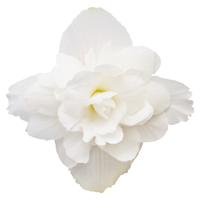   Illumination® White